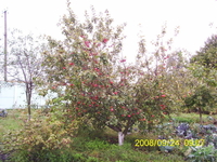 Продам ДАЧУ в Кременчугском районе Полтавской области - <ro>Изображение</ro><ru>Изображение</ru> #8, <ru>Объявление</ru> #341974