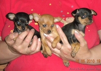 щенки русский той терьер от родителей чемпионов - <ro>Изображение</ro><ru>Изображение</ru> #3, <ru>Объявление</ru> #386302