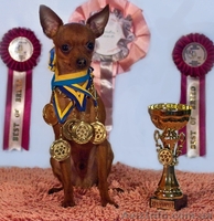 щенки русский той терьер от родителей чемпионов - <ro>Изображение</ro><ru>Изображение</ru> #1, <ru>Объявление</ru> #386302