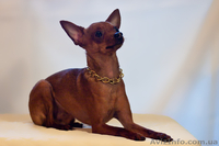 щенки русский той терьер от родителей чемпионов - <ro>Изображение</ro><ru>Изображение</ru> #2, <ru>Объявление</ru> #386302