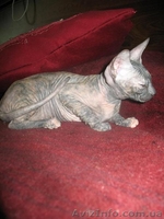 Донской сфинкс, (1 700.00 грн.) Полтава  - <ro>Изображение</ro><ru>Изображение</ru> #1, <ru>Объявление</ru> #382919