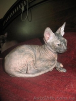Донской сфинкс, (1 700.00 грн.) Полтава  - <ro>Изображение</ro><ru>Изображение</ru> #2, <ru>Объявление</ru> #382919