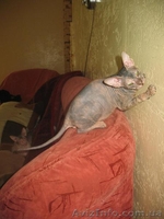 Донской сфинкс, (1 700.00 грн.) Полтава  - <ro>Изображение</ro><ru>Изображение</ru> #3, <ru>Объявление</ru> #382919