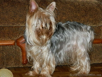 (йоркширский терьер). - <ro>Изображение</ro><ru>Изображение</ru> #3, <ru>Объявление</ru> #453412