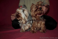 (йоркширский терьер). - <ro>Изображение</ro><ru>Изображение</ru> #4, <ru>Объявление</ru> #453412