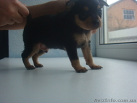 Самый лучший подарочек к новогодним праздникам - <ro>Изображение</ro><ru>Изображение</ru> #2, <ru>Объявление</ru> #472928