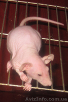 Декоративные крысы (грызуны) - <ro>Изображение</ro><ru>Изображение</ru> #1, <ru>Объявление</ru> #472945