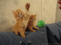 котята в гарні руки - <ro>Изображение</ro><ru>Изображение</ru> #1, <ru>Объявление</ru> #511844