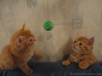котята в гарні руки - <ro>Изображение</ro><ru>Изображение</ru> #3, <ru>Объявление</ru> #511844