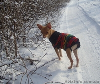 вязка той терьер - <ro>Изображение</ro><ru>Изображение</ru> #2, <ru>Объявление</ru> #485640