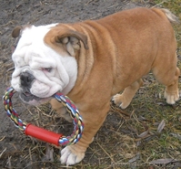 Предлагаем для вязки кобелей английского бульдога - <ro>Изображение</ro><ru>Изображение</ru> #3, <ru>Объявление</ru> #486465