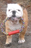 Предлагаем для вязки кобелей английского бульдога - <ro>Изображение</ro><ru>Изображение</ru> #1, <ru>Объявление</ru> #486465