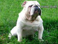 Предлагаем для вязки кобелей английского бульдога - <ro>Изображение</ro><ru>Изображение</ru> #6, <ru>Объявление</ru> #486465