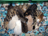 Курильские бобтейлы-домашняя рысь! - <ro>Изображение</ro><ru>Изображение</ru> #1, <ru>Объявление</ru> #485717