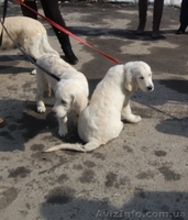 Продам подрощенных щенков золотистого ретривера - <ro>Изображение</ro><ru>Изображение</ru> #2, <ru>Объявление</ru> #541202