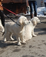 Продам подрощенных щенков золотистого ретривера - <ro>Изображение</ro><ru>Изображение</ru> #1, <ru>Объявление</ru> #541202