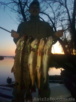 Турбаза Тополь возле с Келеберда - <ro>Изображение</ro><ru>Изображение</ru> #5, <ru>Объявление</ru> #577278