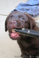 Лабрадор ретривер щенки на продажу - <ro>Изображение</ro><ru>Изображение</ru> #1, <ru>Объявление</ru> #472817