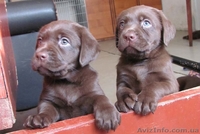 Лабрадор ретривер щенки на продажу - <ro>Изображение</ro><ru>Изображение</ru> #2, <ru>Объявление</ru> #472817