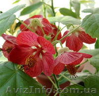 комнатные цветы - <ro>Изображение</ro><ru>Изображение</ru> #1, <ru>Объявление</ru> #613888