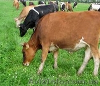 Электропастух, электроизгородь. Електрична огорожа. - <ro>Изображение</ro><ru>Изображение</ru> #2, <ru>Объявление</ru> #623772