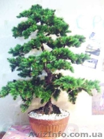 Искусственные деревья бонсай. Сосна, лиственные, бисерные - <ro>Изображение</ro><ru>Изображение</ru> #1, <ru>Объявление</ru> #652852