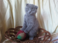 ШИКАРНЫЕ КОТЯТА  - <ro>Изображение</ro><ru>Изображение</ru> #1, <ru>Объявление</ru> #681359