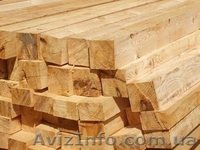 Лиственница сибирская Полтава Украина - <ro>Изображение</ro><ru>Изображение</ru> #6, <ru>Объявление</ru> #153178