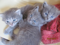 кошечки британки - <ro>Изображение</ro><ru>Изображение</ru> #1, <ru>Объявление</ru> #708234