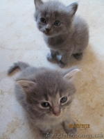 кошечки британки - <ro>Изображение</ro><ru>Изображение</ru> #3, <ru>Объявление</ru> #708234