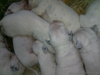 Далматинцы. Продам щенков. Родились 16.09.2012г. Чистокровные.Продаются с 16.10. - <ro>Изображение</ro><ru>Изображение</ru> #4, <ru>Объявление</ru> #763153