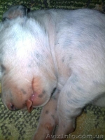 Далматинцы. Продам щенков. Родились 16.09.2012г. Чистокровные.Продаются с 16.10. - <ro>Изображение</ro><ru>Изображение</ru> #6, <ru>Объявление</ru> #763153