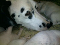 Далматинцы. Продам щенков. Родились 16.09.2012г. Чистокровные.Продаются с 16.10. - <ro>Изображение</ro><ru>Изображение</ru> #8, <ru>Объявление</ru> #763153