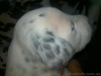 Далматинцы. Продам щенков. Родились 16.09.2012г.  - <ro>Изображение</ro><ru>Изображение</ru> #4, <ru>Объявление</ru> #768912