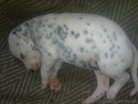 Далматинцы. Продам щенков. Родились 16.09.2012г.  - <ro>Изображение</ro><ru>Изображение</ru> #5, <ru>Объявление</ru> #768912