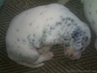 Далматинцы. Продам щенков. Родились 16.09.2012г.  - <ro>Изображение</ro><ru>Изображение</ru> #6, <ru>Объявление</ru> #768912