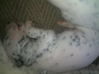 Далматинцы. Продам щенков. Родились 16.09.2012г.  - <ro>Изображение</ro><ru>Изображение</ru> #1, <ru>Объявление</ru> #768912