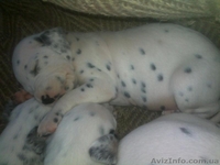 Далматинцы. Продам щенков. Родились 16.09.2012г.  - <ro>Изображение</ro><ru>Изображение</ru> #10, <ru>Объявление</ru> #768912