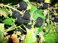 земляника , ежевика, малина. - <ro>Изображение</ro><ru>Изображение</ru> #9, <ru>Объявление</ru> #556376