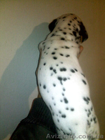 далматин, бесплатная доставка: Харьков, Киев, Одесса, Днепропетровск, Донецк, За - <ro>Изображение</ro><ru>Изображение</ru> #1, <ru>Объявление</ru> #773192