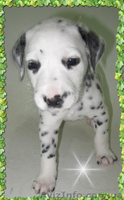 Далматинцы. Продам щенков. - <ro>Изображение</ro><ru>Изображение</ru> #1, <ru>Объявление</ru> #774976