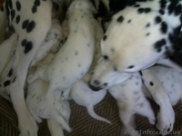 Далматинцы. Продам щенков. Родились 16.09.2012г.  - <ro>Изображение</ro><ru>Изображение</ru> #2, <ru>Объявление</ru> #768912