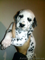 далматин, бесплатная доставка: Харьков, Киев, Одесса, Днепропетровск, Донецк, За - <ro>Изображение</ro><ru>Изображение</ru> #2, <ru>Объявление</ru> #773192
