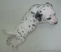 Далматинцы. Продам щенков. - <ro>Изображение</ro><ru>Изображение</ru> #2, <ru>Объявление</ru> #774976