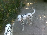 Далматинцы. Продам щенков. Родились 16.09.2012г.  - <ro>Изображение</ro><ru>Изображение</ru> #3, <ru>Объявление</ru> #768912