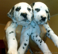 далматин, бесплатная доставка: Харьков, Киев, Одесса, Днепропетровск, Донецк, За - <ro>Изображение</ro><ru>Изображение</ru> #3, <ru>Объявление</ru> #773192