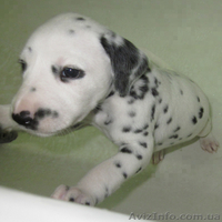 Далматинцы. Продам щенков. - <ro>Изображение</ro><ru>Изображение</ru> #3, <ru>Объявление</ru> #774976