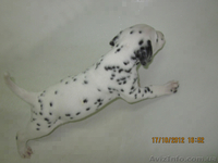 Далматинцы. Продам щенков. - <ro>Изображение</ro><ru>Изображение</ru> #4, <ru>Объявление</ru> #774976