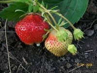 земляника , ежевика, малина. - <ro>Изображение</ro><ru>Изображение</ru> #1, <ru>Объявление</ru> #556376