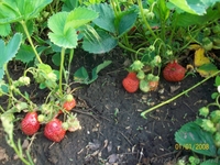 земляника , ежевика, малина. - <ro>Изображение</ro><ru>Изображение</ru> #2, <ru>Объявление</ru> #556376